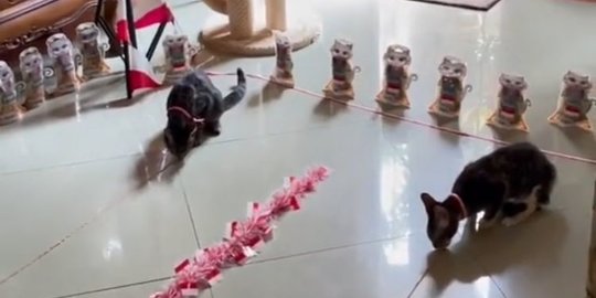 Lomba 17-an untuk Kucing Ini Viral, Tak Mau Kalah dari Manusia