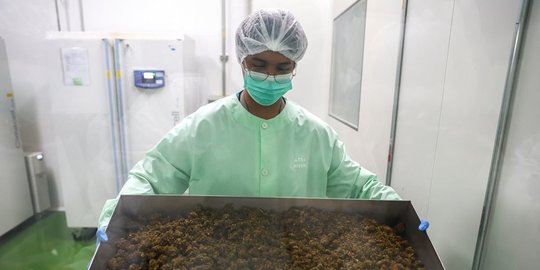 Thailand Larang Turis yang Datang Hanya untuk Merokok Ganja