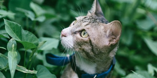TNI Beberkan Pengakuan Brigjen Penembak Kucing di Sesko Bandung