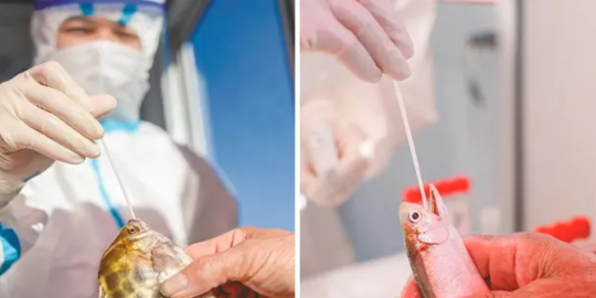 Cegah Penyebaran Covid-19, Petugas Medis China Tes Swab Ikan Hidup dan Kepiting