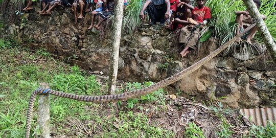 Seorang Pria di Jayapura Tewas Terlilit Ular Sepanjang Tiga Meter
