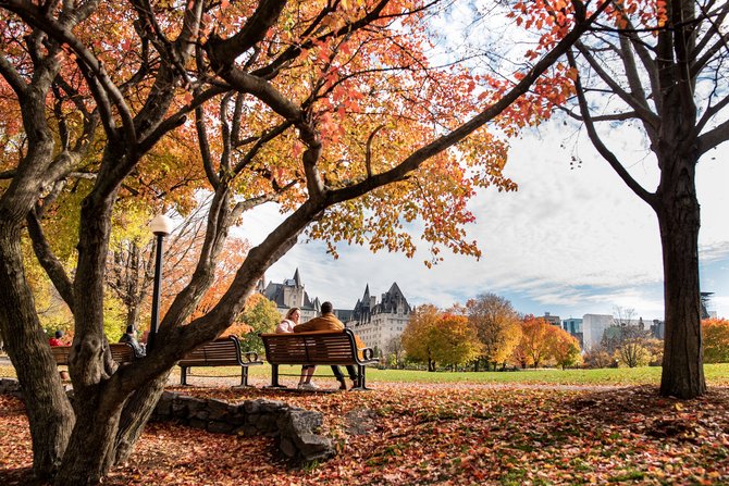 pepohonan maple di kanada