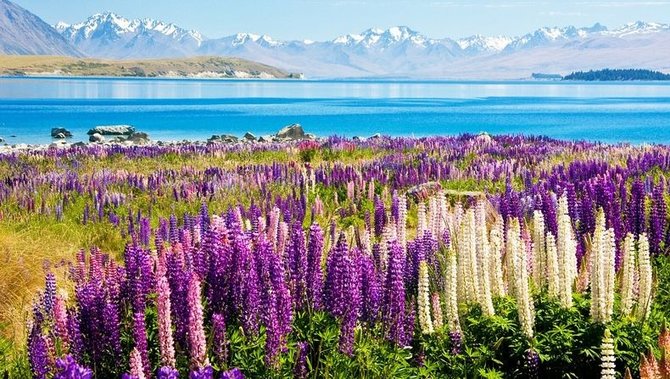 bunga lupin di danau tekapo selandia baru