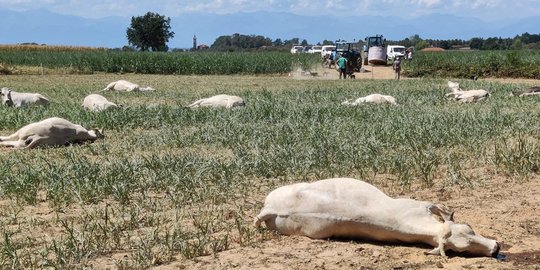 Puluhan Sapi di Italia Mati Keracunan Akibat Kekeringan