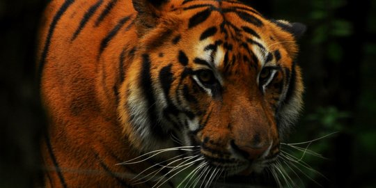 Wanita Pelalawan Diterkam Harimau di Depan Suami, Jasad Diseret ke Hutan Akasia