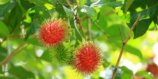 Manfaat Daun Rambutan bagi Tubuh, Jaga Kesehatan Rambut dan Kulit Kepala