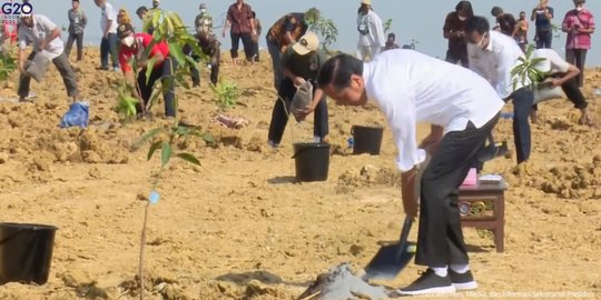 Luncurkan Lumbung Pangan, Jokowi Tanam Mangga di 1.000 Hektare Lahan Gresik