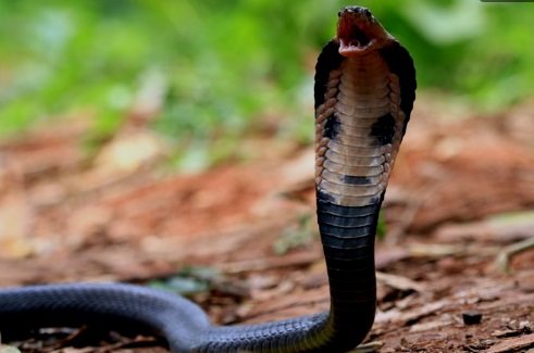 ini jenis ular berbisa yang hidup di indonesia waspadai kehadirannya