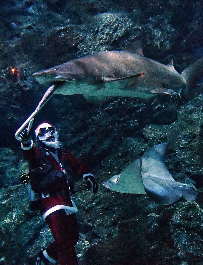 aksi sinterklas beri makan hiu di dalam akuarium