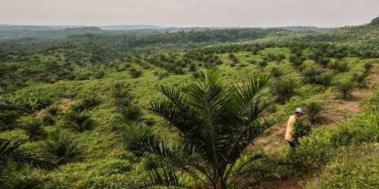 Masih Banyak Petani Sawit Belum Paham Pentingnya Sertifikasi Berkelanjutan