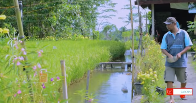 keren banget sawah ditanami padi juga diisi air amp diternaki ikan