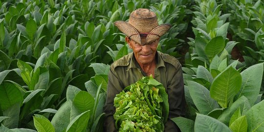 Petani Minta Wacana Kenaikan Cukai Tembakau di 2023 Ditinjau Ulang