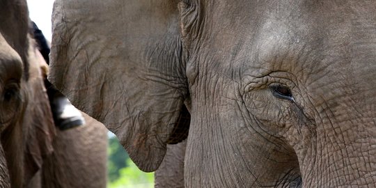 Disuruh Kerja Saat Cuaca Panas, Gajah Thailand Mengamuk Sampai Bunuh Pawangnya