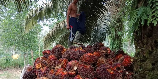 Tahun Depan, Pabrik Kelapa Sawit Baru akan Dibangun di Enrekang