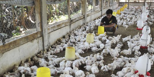 Siasati Kenaikan Harga Telur Ayam, Peternak di Cianjur Buat Pakan Ternak Sendiri