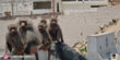 Jadi Perbincangan, Begini Potret Kampung Monyet di Kota Makkah yang Tiba-tiba Muncul