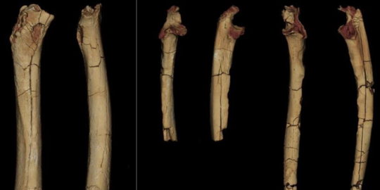Temuan Tulang Purba Buktikan Manusia Paling Awal Bisa Berjalan Tegak