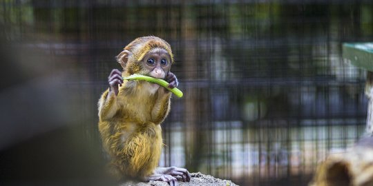 Penelitian: Monyet di Indonesia Pakai Batu untuk Mainan Seks