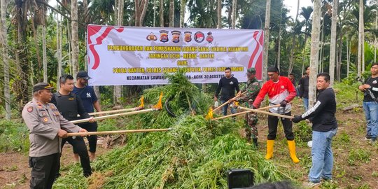 Polisi Temukan Ladang Ganja Seluas Tiga Hektare di Aceh Utara