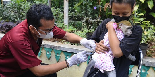 Kucing, Musang hingga Monyet Antre Vaksinasi Rabies Gratis