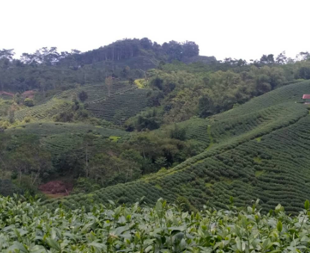 kebun teh cikuya