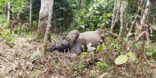 Warga Jambi Ketakutan Temukan Bangkai Gajah Tanpa Gading di Kebun Karet