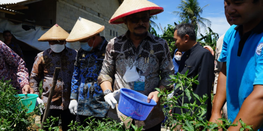 Mentan Panen Perdana Cabai Hasil Integrated Farming Petani Milenial di Lampung