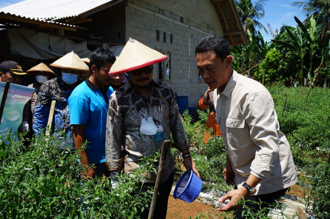 mentan panen perdana cabai hasil integrated farming petani milenial lampung