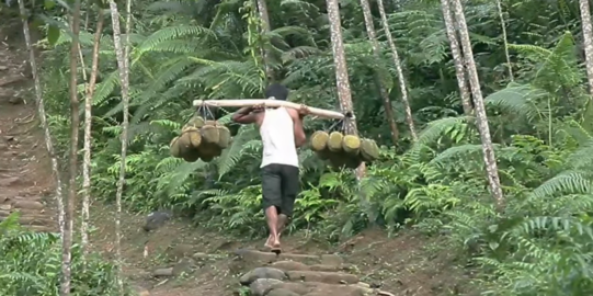 Sedang Masa Panen, Ini 6 Fakta Menarik Durian Khas Baduy