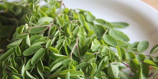 Manfaat Daun Kelor untuk Diabetes, Menarik Diketahui
