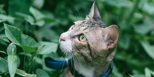 Bau yang Tidak Disukai Oleh Kucing, Cara Ampuh untuk Mengusir Kucing Liar