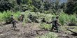 Musnahkan Ladang Ganja, TNI ke Warga Aceh: Ganti Tanaman yang Lebih Produktif