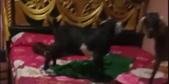 Lupa Tutup Pintu, Wanita Ini Kaget Kamarnya Dimasuki Sekumpulan Kambing