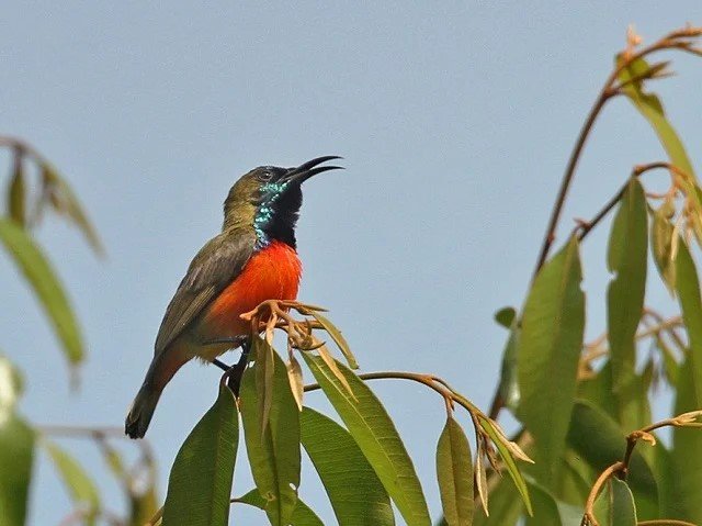 jenis kolibri