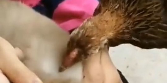 Kocak, Momen Ayam Bantu Kucing Hilangkan Kutu Ini Bikin Ngakak