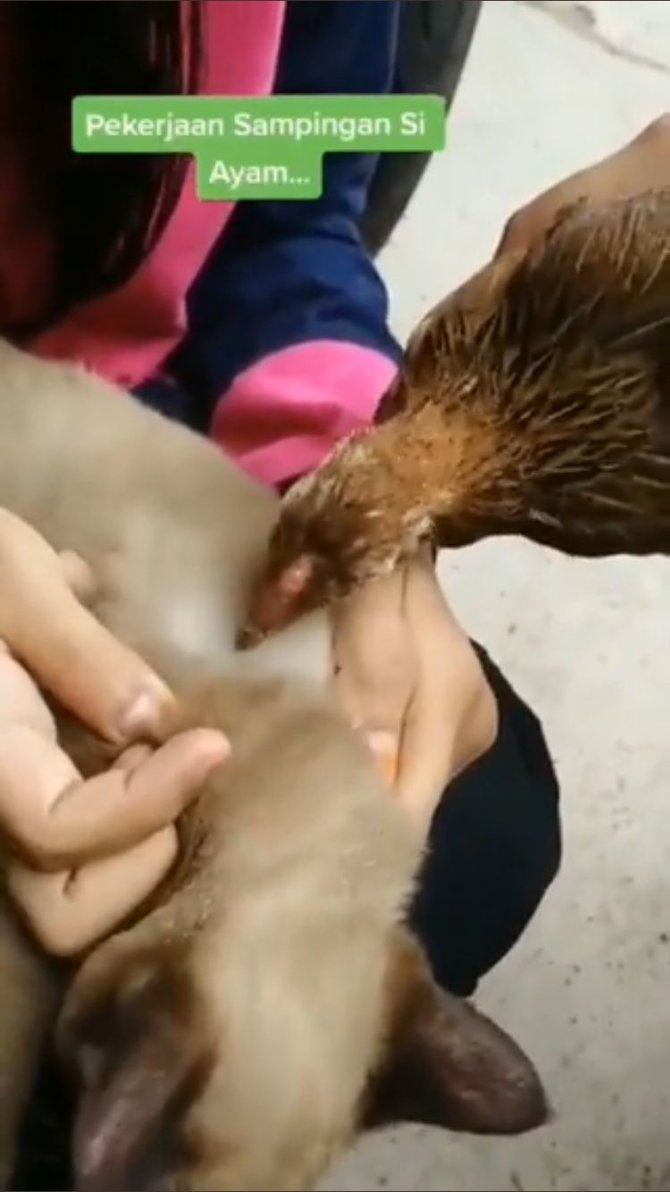 ayam bantu kucing cari kutu