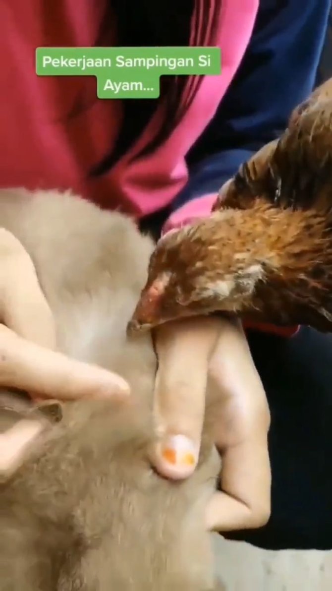 ayam bantu kucing cari kutu