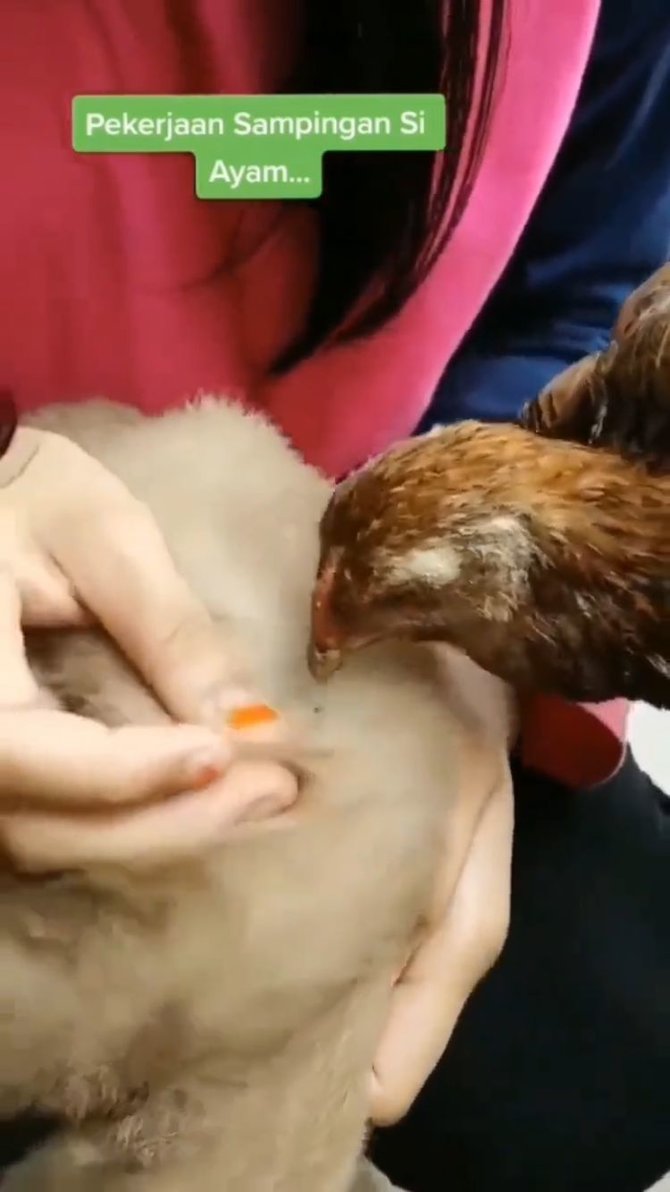 ayam bantu kucing cari kutu