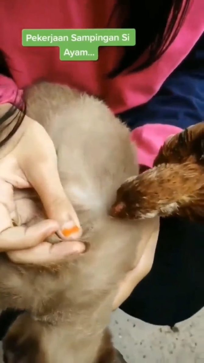 ayam bantu kucing cari kutu