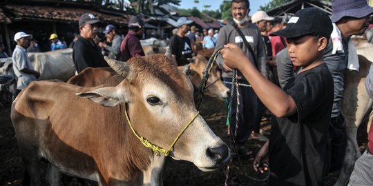 Guru Besar UGM Sebut PMK Picu Peternak Panic Selling