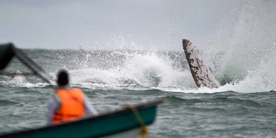 Perahu Tabrak Ikan Paus di Selandia Baru, Lima Penumpang Tewas