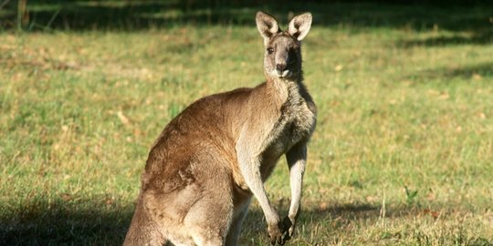 Pria Australia Tewas Dibunuh Kanguru Peliharaannya