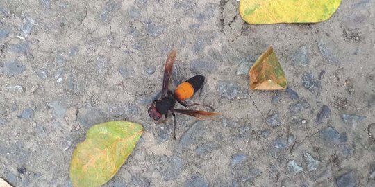 Serangan Tawon Vespa di Bekasi, Warga yang Disengat Dilarikan ke Rumah Sakit