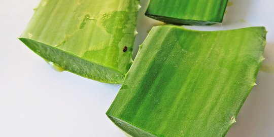 Manfaat Lidah Buaya untuk Penyakit, Kenali Khasiat Kesehatannya
