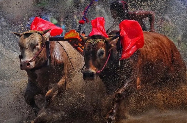festival karapan sapi di pulau madura