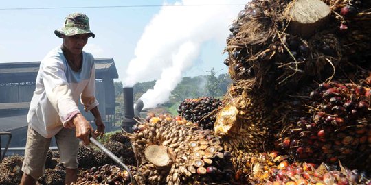 BPS Catat Harga CPO di Agustus 2022 Turun Tajam