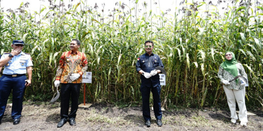 Panen Sorgum di Jombang, Mentan SYL Ajak Bangun Ketahanan Pangan Nasional