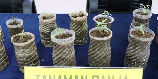 Berdalih ingin Hemat Ketimbang Beli, Warga Bogor Nekat Tanam Ganja di Rumah