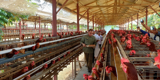 Kementan: Ketersediaan Telur Ayam Ras di Indonesia Wilayah Timur Aman dan Mencukupi