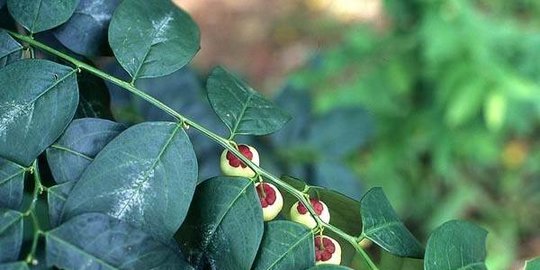 10 Khasiat Daun Katuk bagi Kesehatan, Bantu Atasi Flu